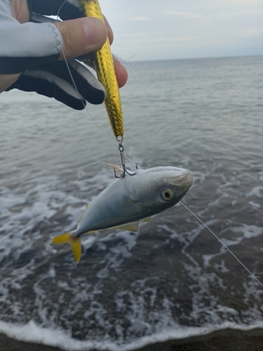 ワカシの釣果