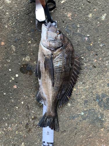 チヌの釣果