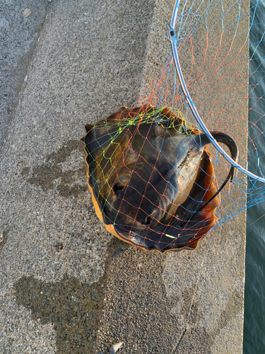 アカエイの釣果