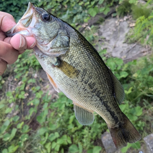 ラージマウスバスの釣果