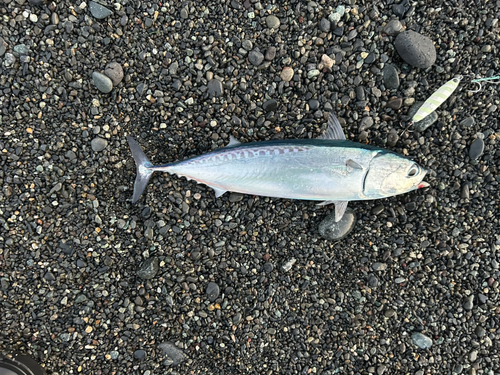 ソウダガツオの釣果