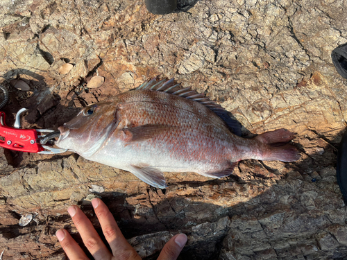 タイの釣果