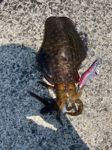 アオリイカの釣果