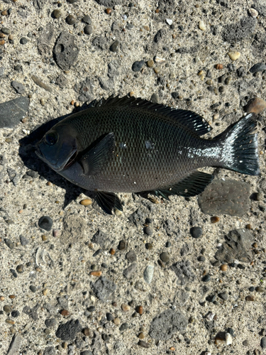 メジナの釣果