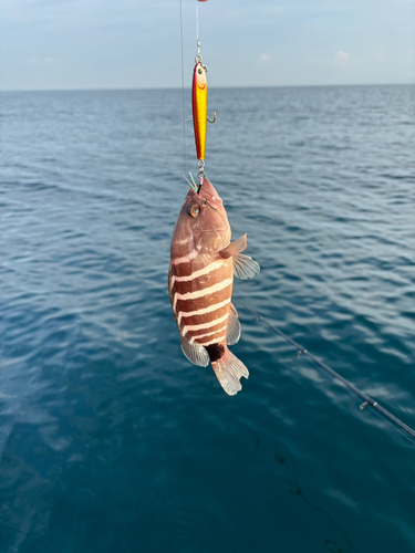 アオハタの釣果