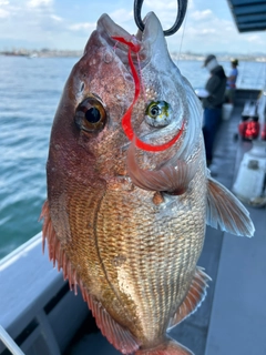 マダイの釣果