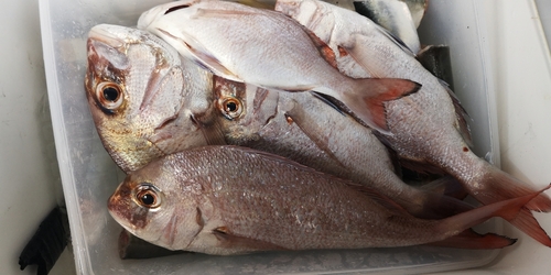 タイの釣果