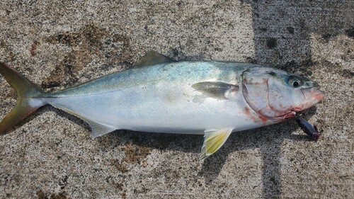 イナダの釣果