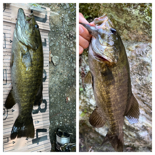 スモールマウスバスの釣果