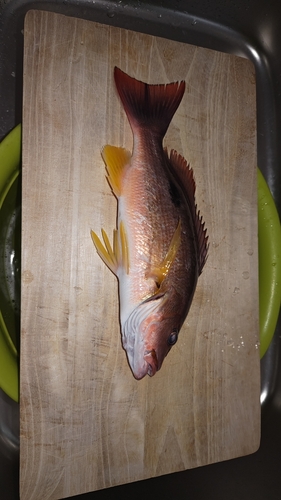 シブダイの釣果