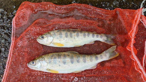 アマゴの釣果