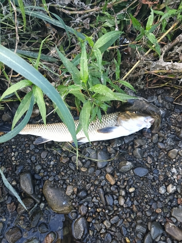 ニゴイの釣果