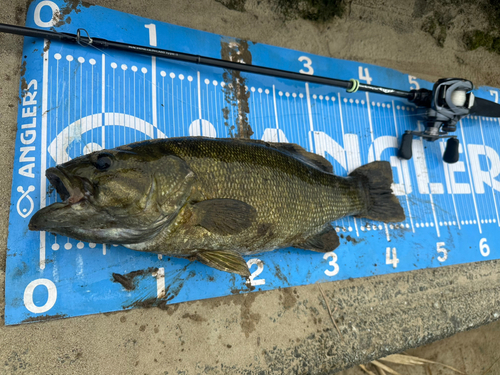 スモールマウスバスの釣果