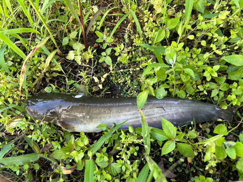 ナマズの釣果