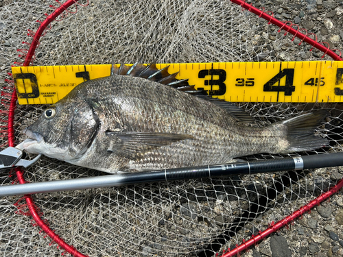 クロダイの釣果