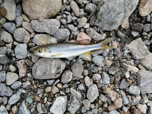 オイカワの釣果