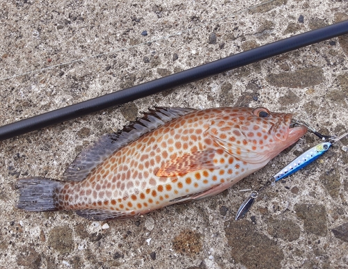 オオモンハタの釣果