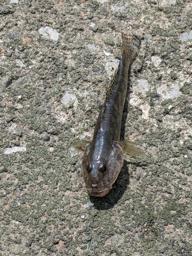 ハゼの釣果