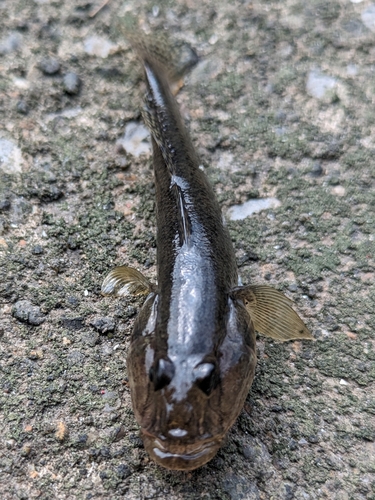 ハゼの釣果