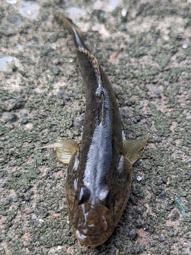 ハゼの釣果