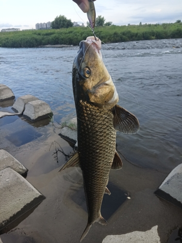 ニゴイの釣果