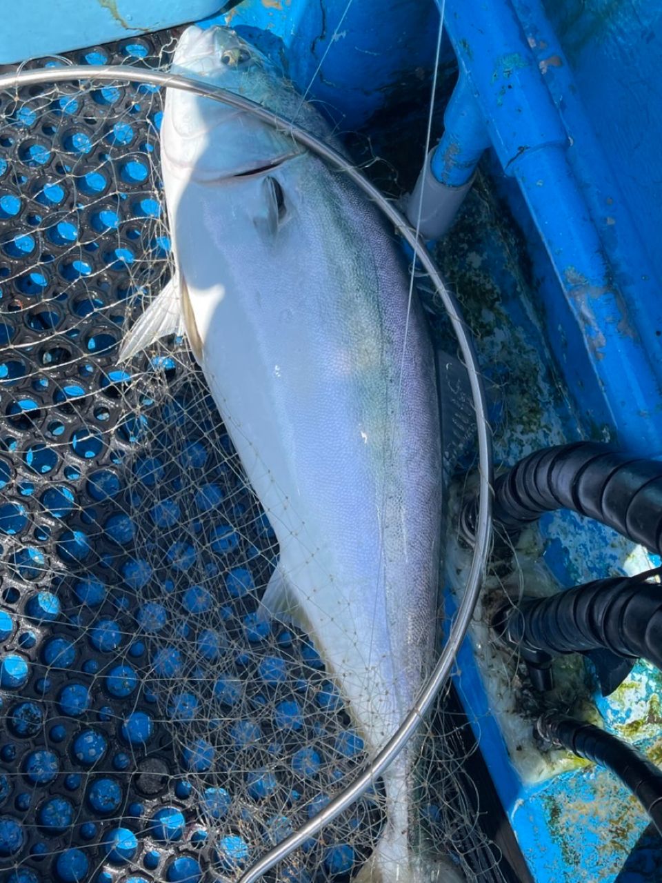 清和丸さんの釣果 2枚目の画像