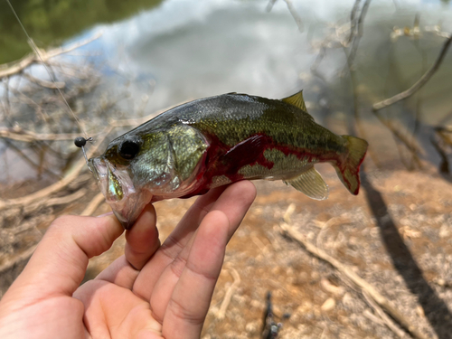 ブラックバスの釣果