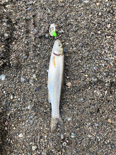 ウグイの釣果