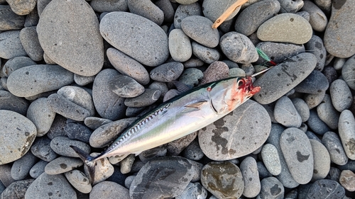 マルソウダの釣果