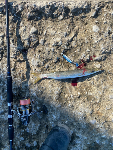 カマスの釣果