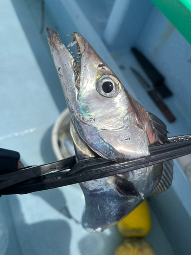 タチウオの釣果