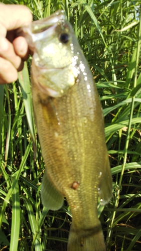 ラージマウスバスの釣果