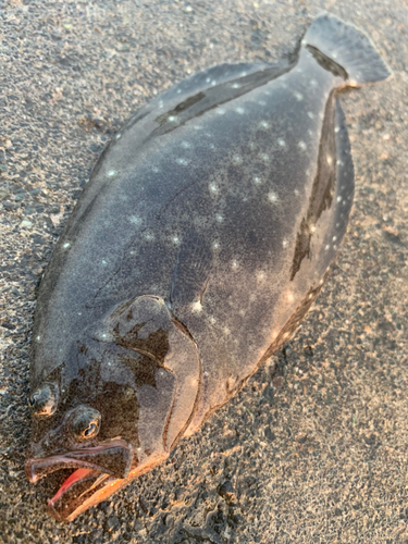 ヒラメの釣果