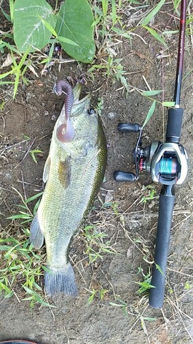 ブラックバスの釣果