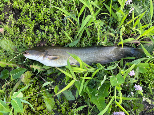 ナマズの釣果