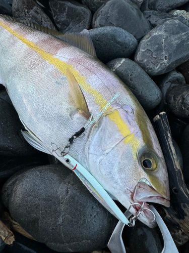 ショゴの釣果