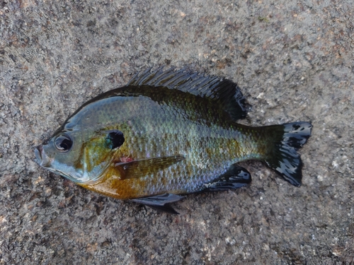 ブルーギルの釣果