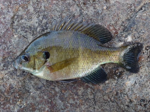 ブルーギルの釣果