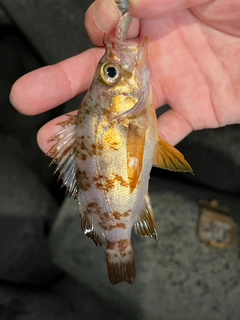 クロメバルの釣果