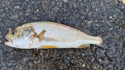 イシモチの釣果