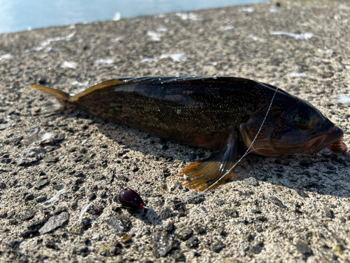 アイナメの釣果