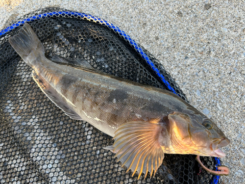 アイナメの釣果