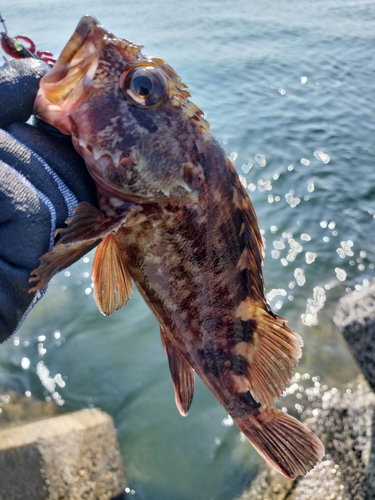 カサゴの釣果