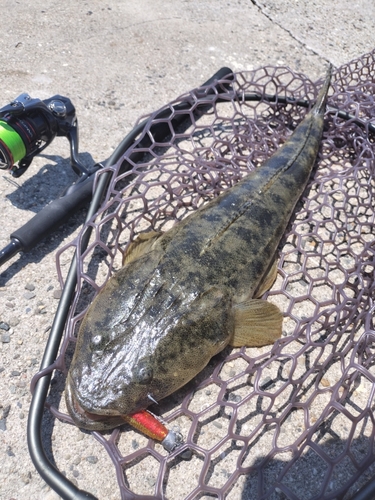 マゴチの釣果