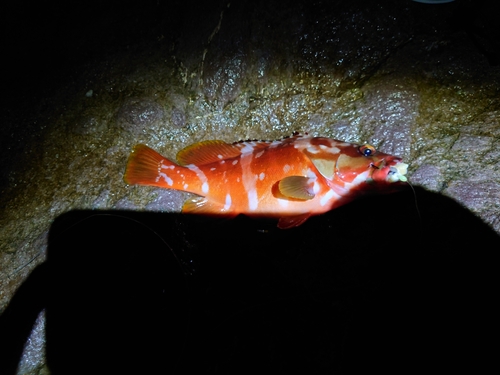 アカハタの釣果