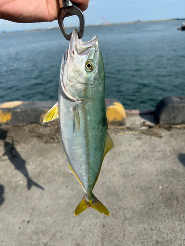 ワカシの釣果