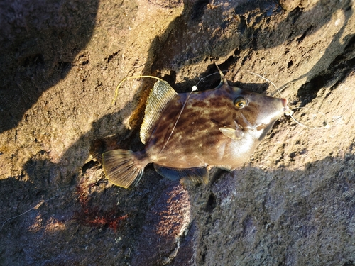 カワハギの釣果