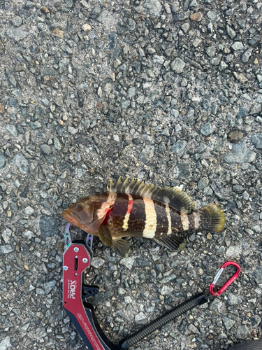 アオハタの釣果