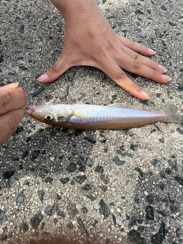 キスの釣果