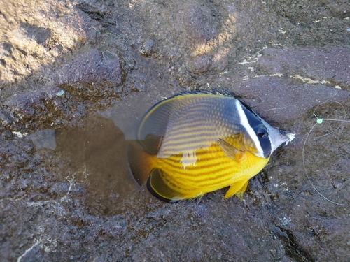 チョウチョウウオの釣果